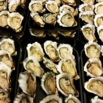 Coffs Harbour Oysters